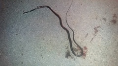 Masticophis taeniatus girardi