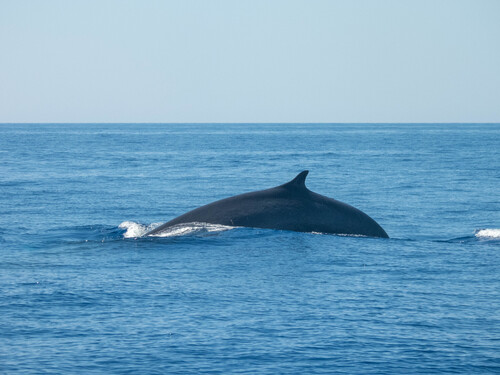 Fin Whale