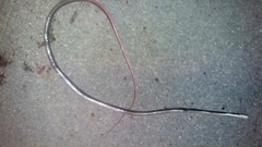 Masticophis taeniatus girardi