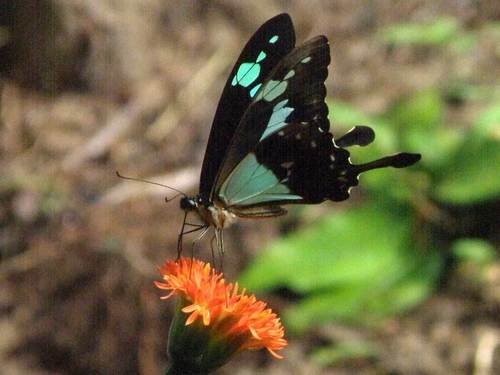 Apple-green Swallowtail
