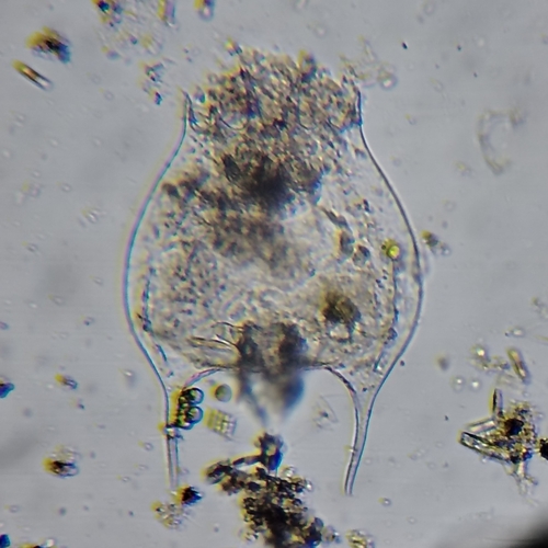 Brachionus quadridentatus