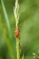Rhopalus maculatus