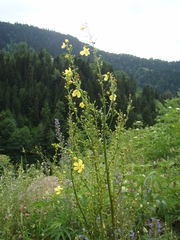 Verbascum gracilescens