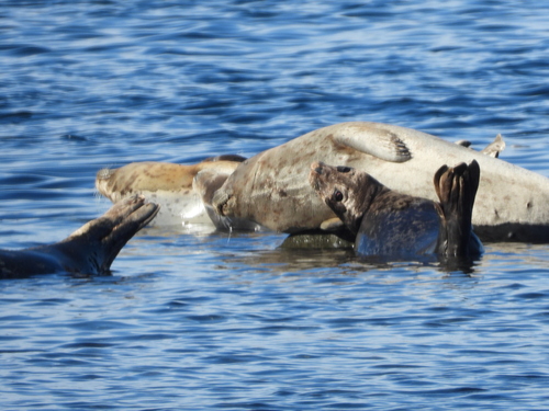 (c) Scott Veirs, some rights reserved (CC BY-NC)