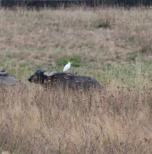 iNaturalist image