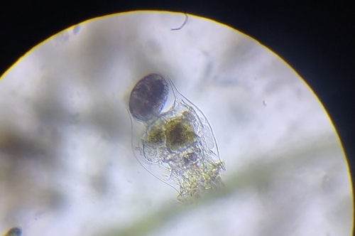 Brachionus quadridentatus