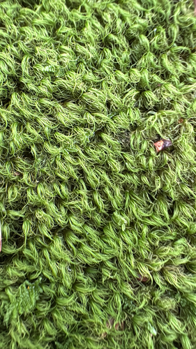 Orthodicranum fulvum observed 2026-09-09