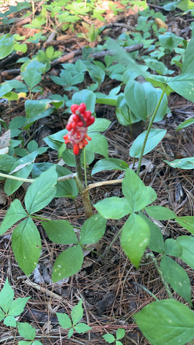 Jack-in-the-Pulpit