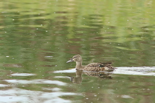 Blue-winged Teal