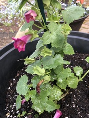 Lophospermum