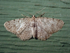 Aethalura