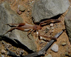 Daesiidae