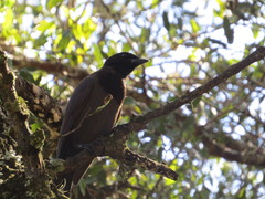Cyanocorax cyanomelas