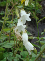 Campanula lactiflora