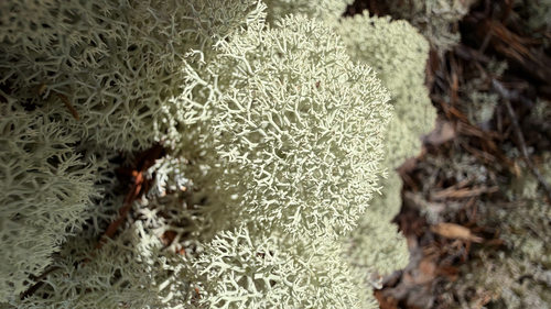 Star-tipped Reindeer Lichen