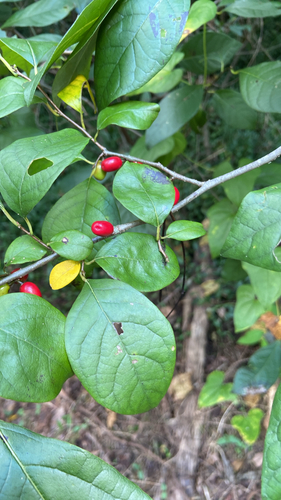 northern spicebush
