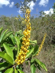 Vochysia rufa