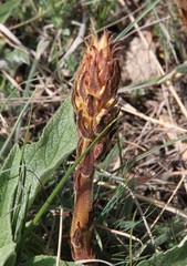 Orobanche crenata