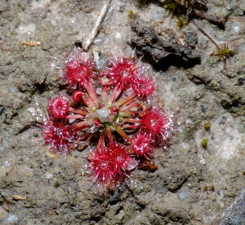 Drosera pygmaea