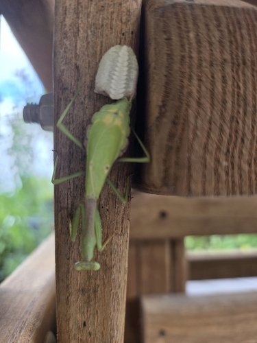 Carolina Mantis