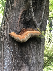 Inonotus quercustris