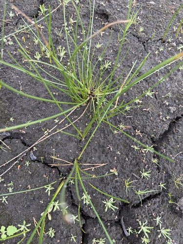 common spikerush