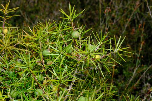 Persoonia juniperina, photograph 6