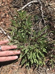 Penstemon pinorum