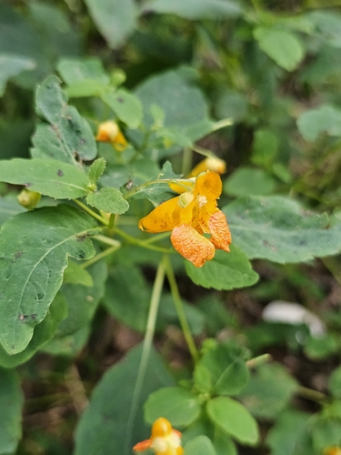 common jewelweed