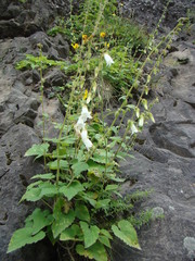 Campanula lactiflora