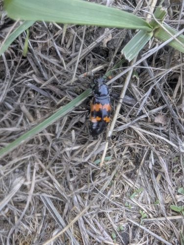 Margined Burying Beetle