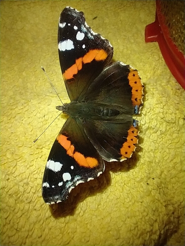 Red Admiral