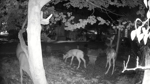 White-tailed Deer