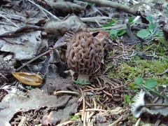 Morchella pulchella