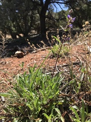 Penstemon pinorum