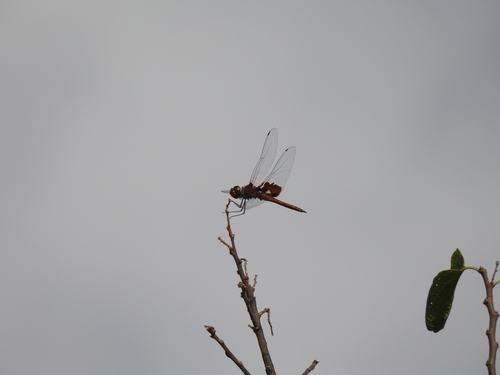 Red Saddlebags