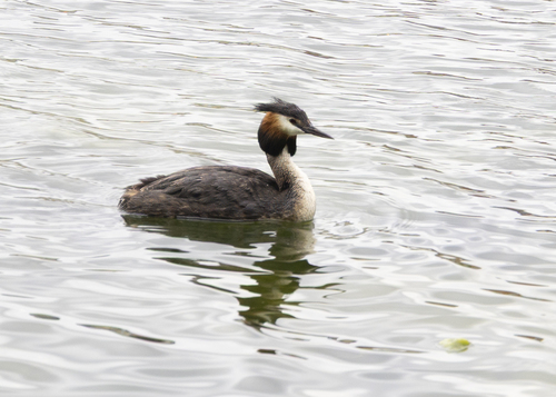 iNaturalist image