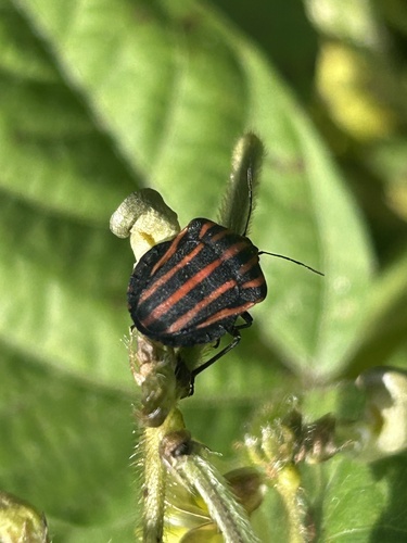 Graphosoma rubrolineatum
