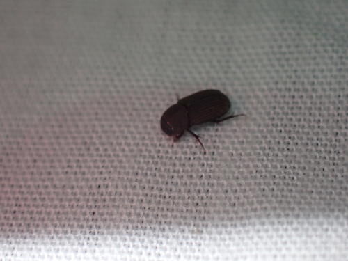 Ataenius imbricatus