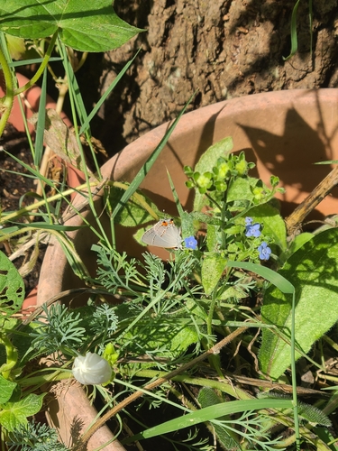 Gray Hairstreak