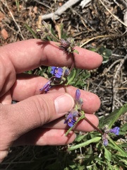 Penstemon pinorum