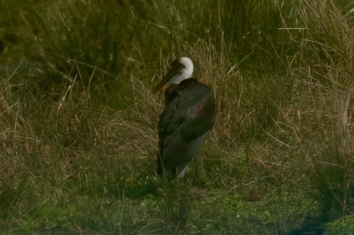 iNaturalist image
