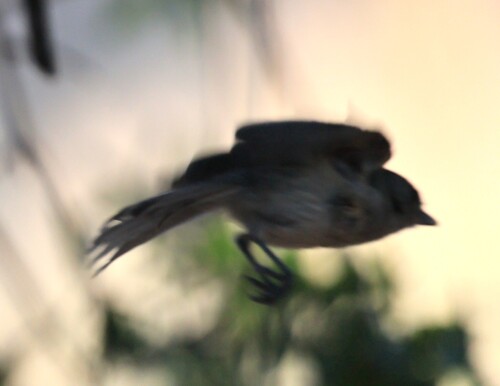 Gray Vireo