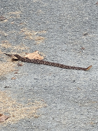 Eastern Copperhead