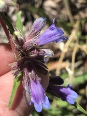 Penstemon pinorum