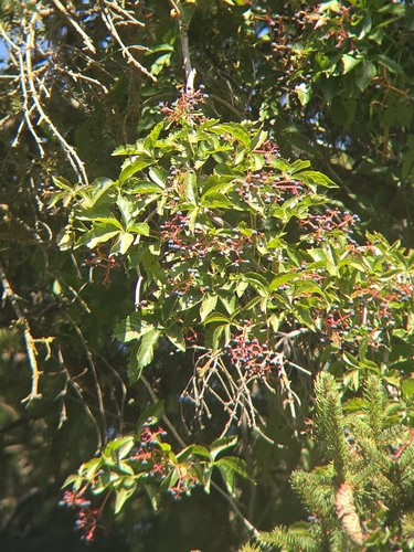 Virginia creeper