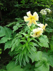 Lilium kesselringianum