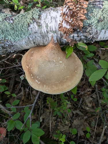 birch polypore