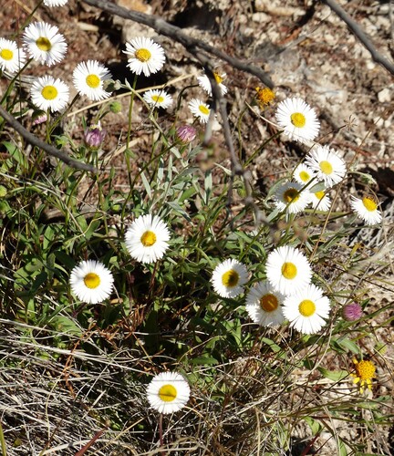 Plains Fleabane