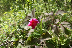 Paeonia caucasica
